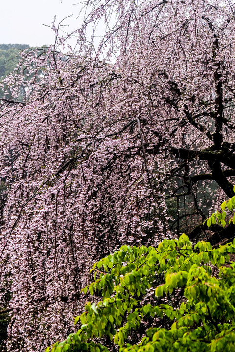 長興山の枝垂桜