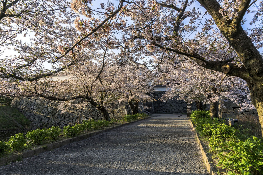 城跡を攻める♪～福岡城跡と桜編～