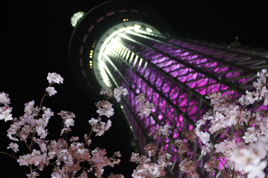東京スカイツリー　桜特別ライティング　”舞～まい～”