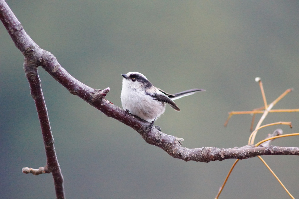 鳥さん