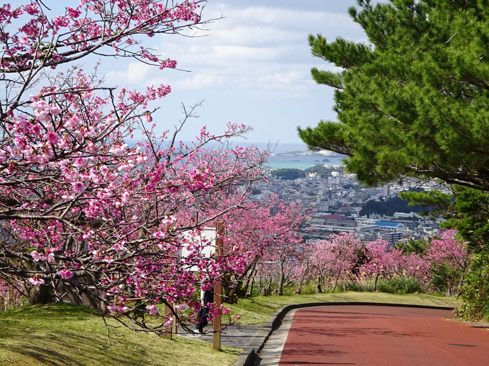 日本一早い桜 名護