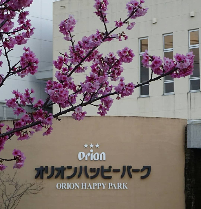 オリオンビールと沖縄の桜
