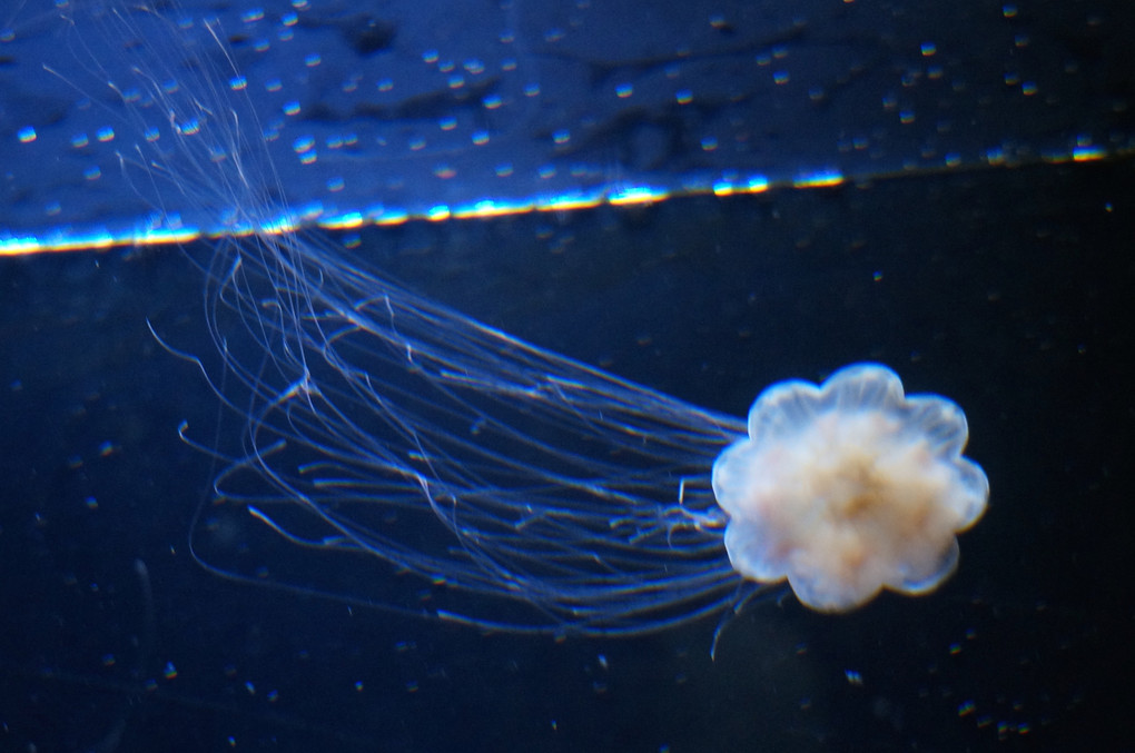 水族館