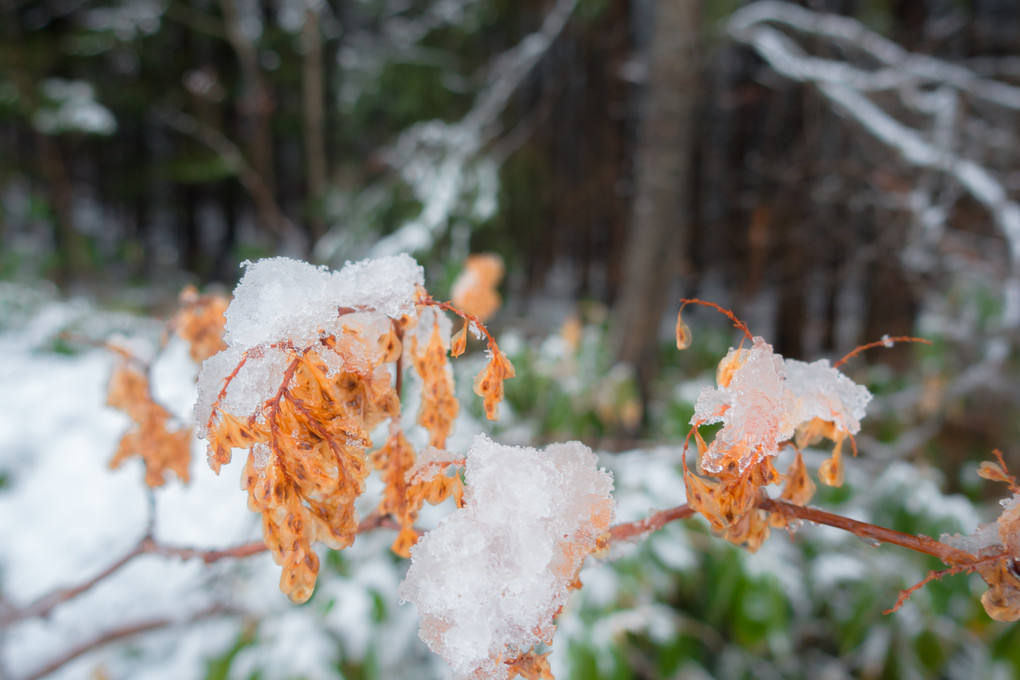 峠は雪