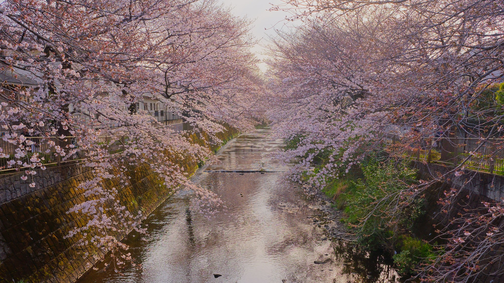 花盛りの川