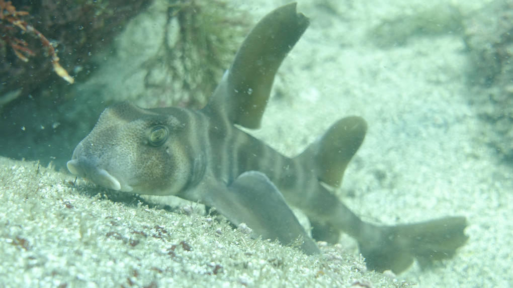 一足お先にお魚写真