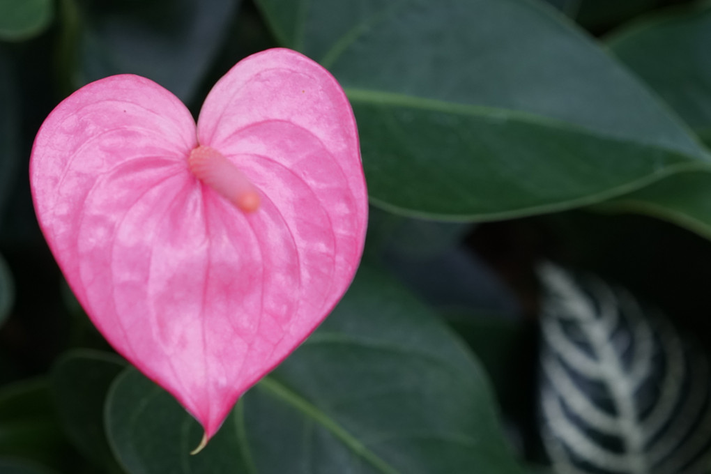 体験会　室内でお花を印象的に撮る