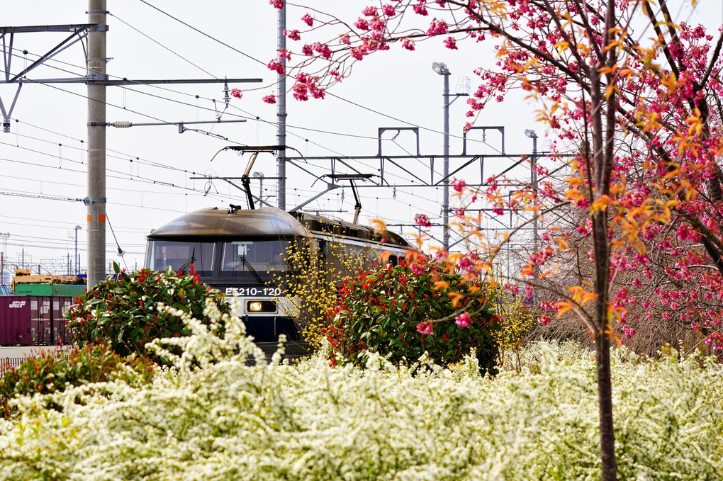 花と列車