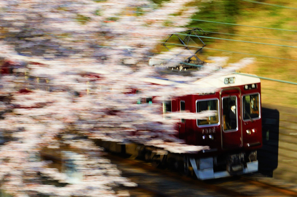 さくらとマルーンの流し撮り　#阪急電鉄#