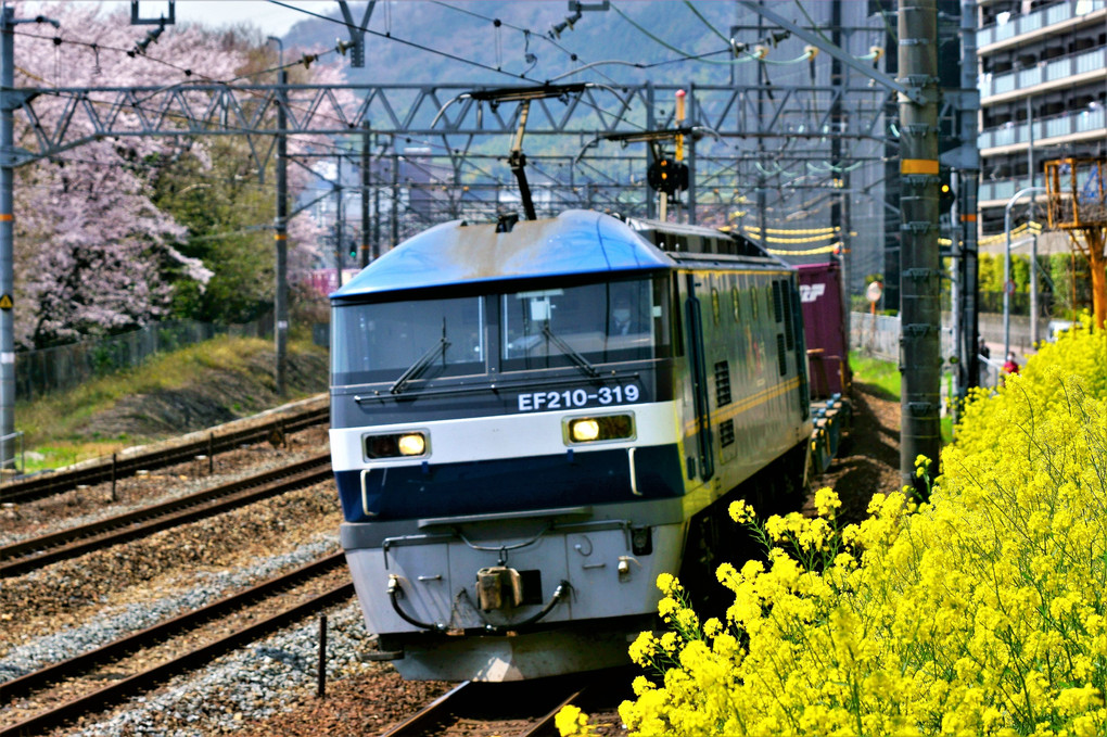 サントリーカーブの桜と貨物列車