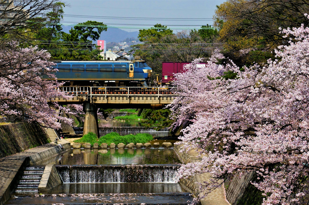夙川の桜と貨物列車