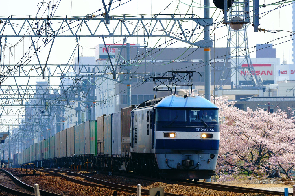 夙川の桜と貨物列車