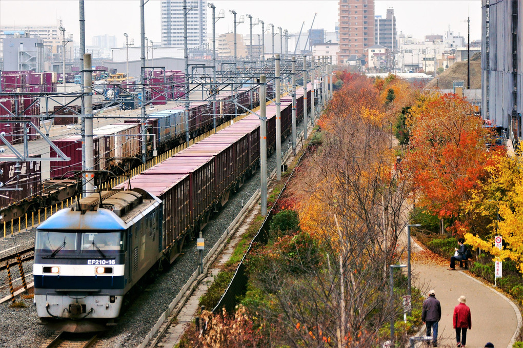 貨物列車と紅葉の散歩道