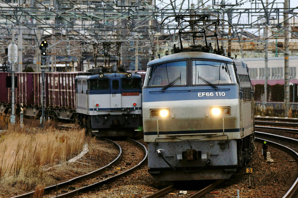 ＥＦ６６サメ君