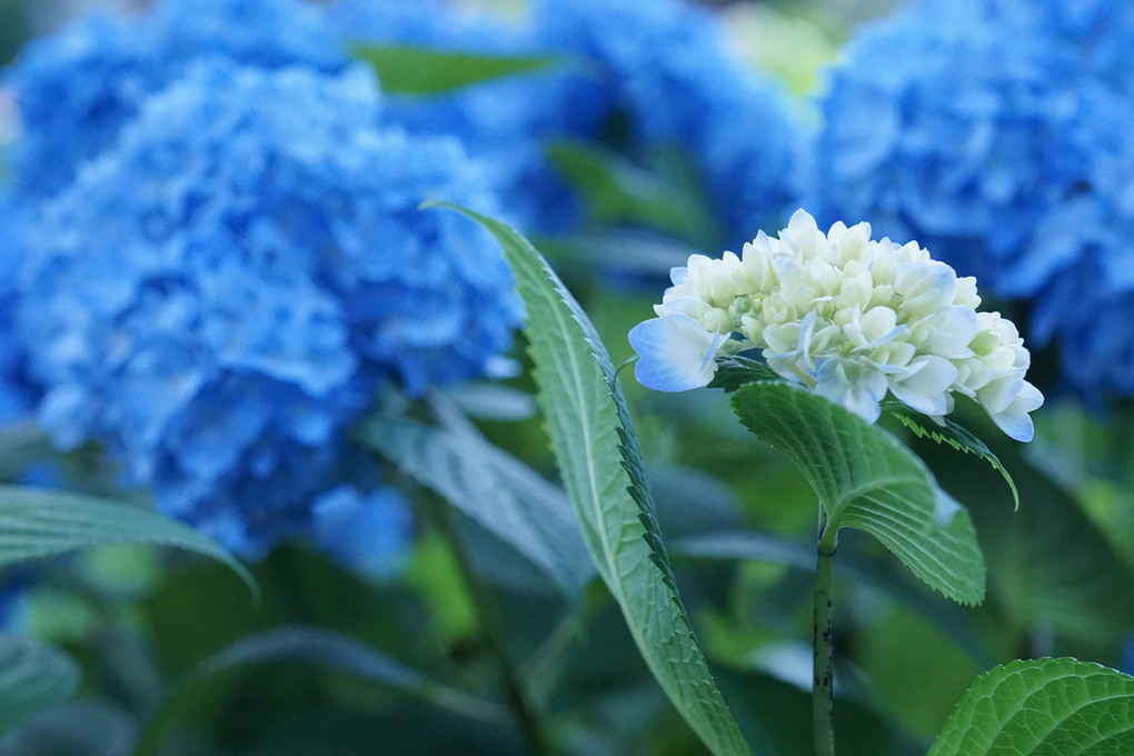 白い紫陽花だから白陽花？