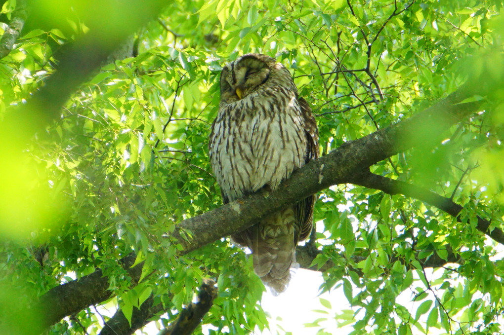 眠りフクロウ