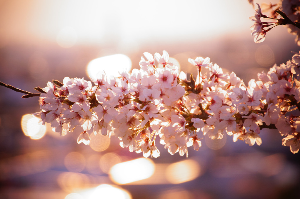 夕陽に照らされた桜
