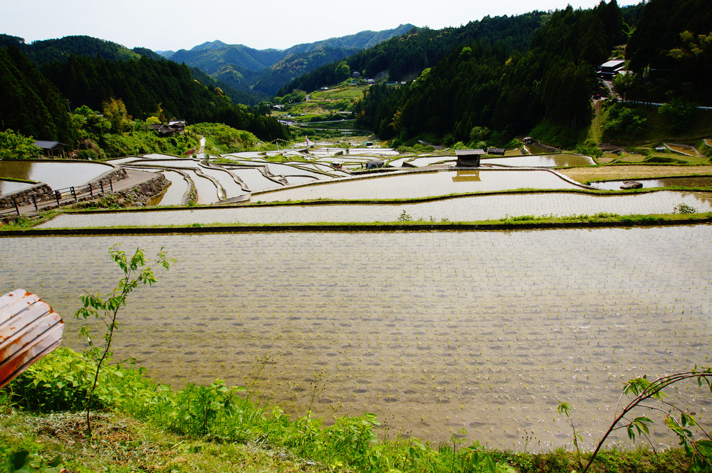 田植え完了