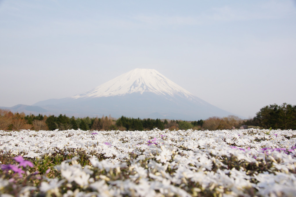 白芝桜と富士