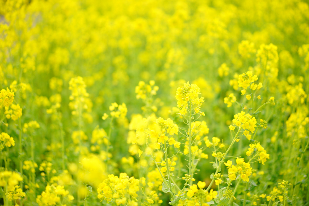 菜の花三色