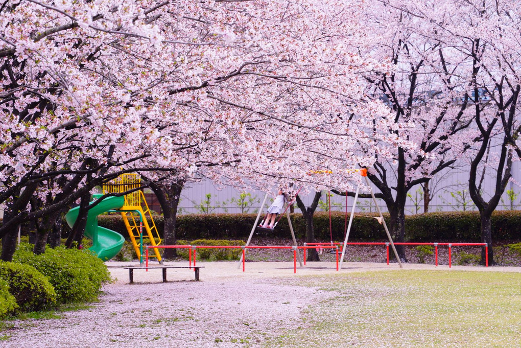 桜遊び