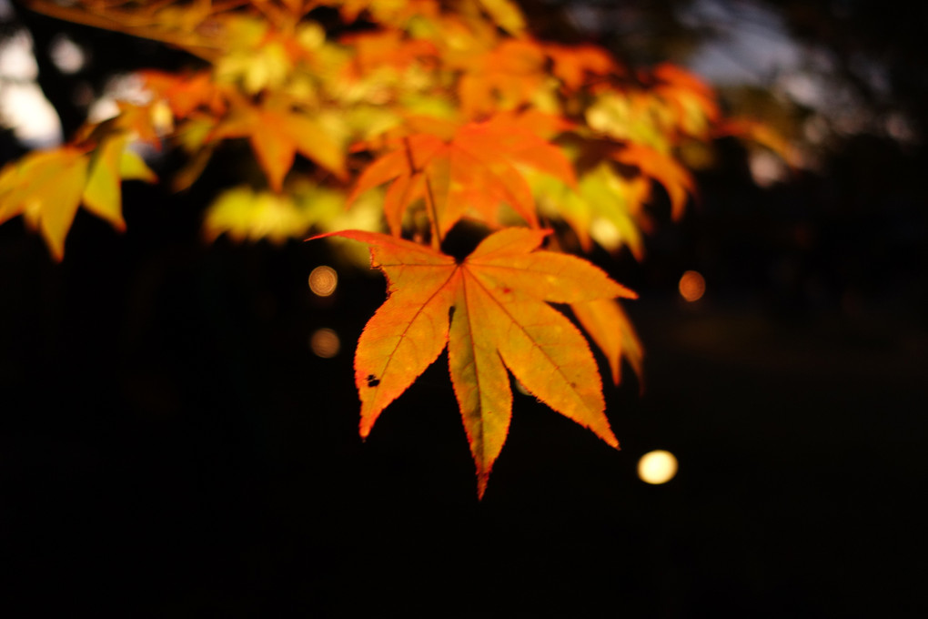 紅葉　京都高台寺にて