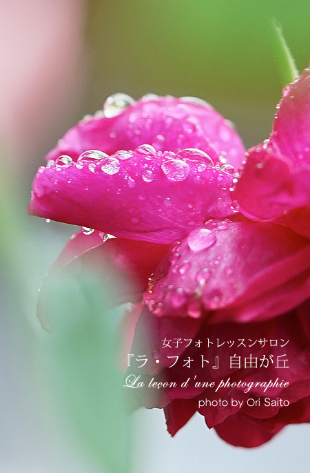 薔薇色の水滴、薔薇色のマクロ