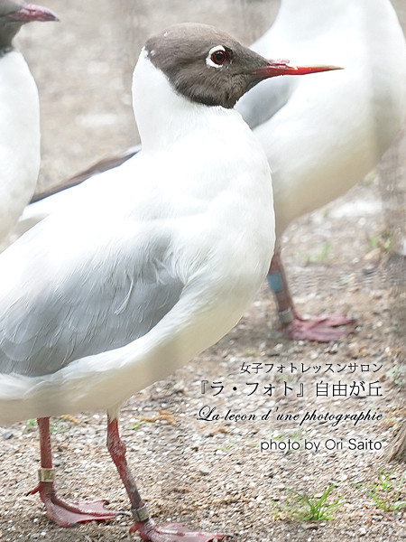 α7+SEL55210クロップ、多摩動物公園の鳥たち