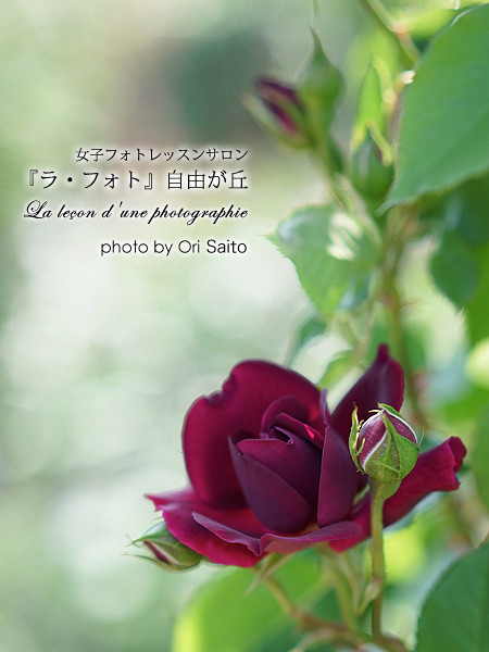 α7+55mm一本勝負、横浜イングリッシュガーデンの紅薔薇白薔薇