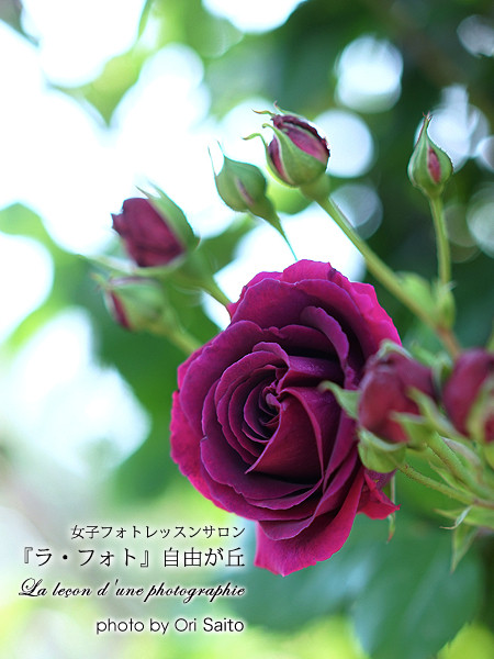 α7+55mm一本勝負、横浜イングリッシュガーデンの紅薔薇白薔薇