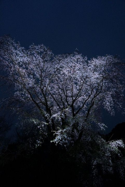 桜-六義園-
