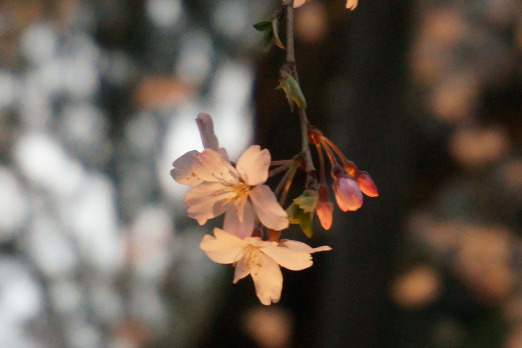 桜-六義園-