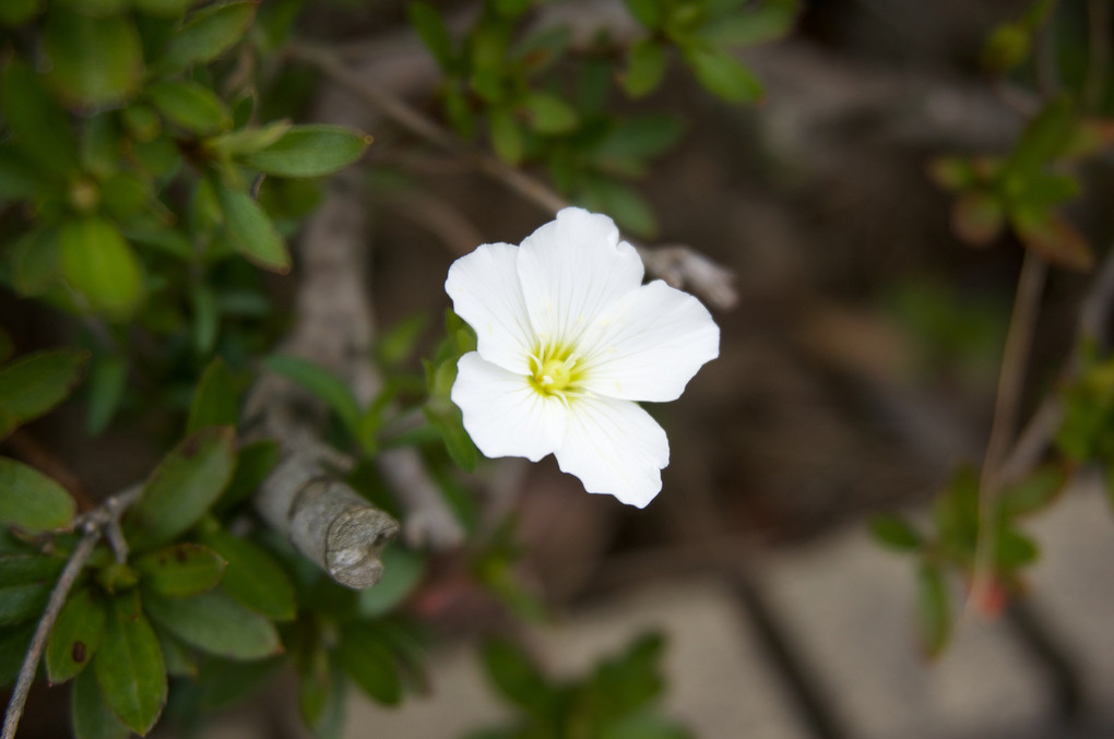 芝桜