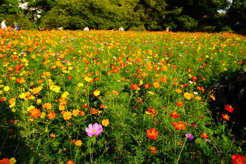 COSMOS garden