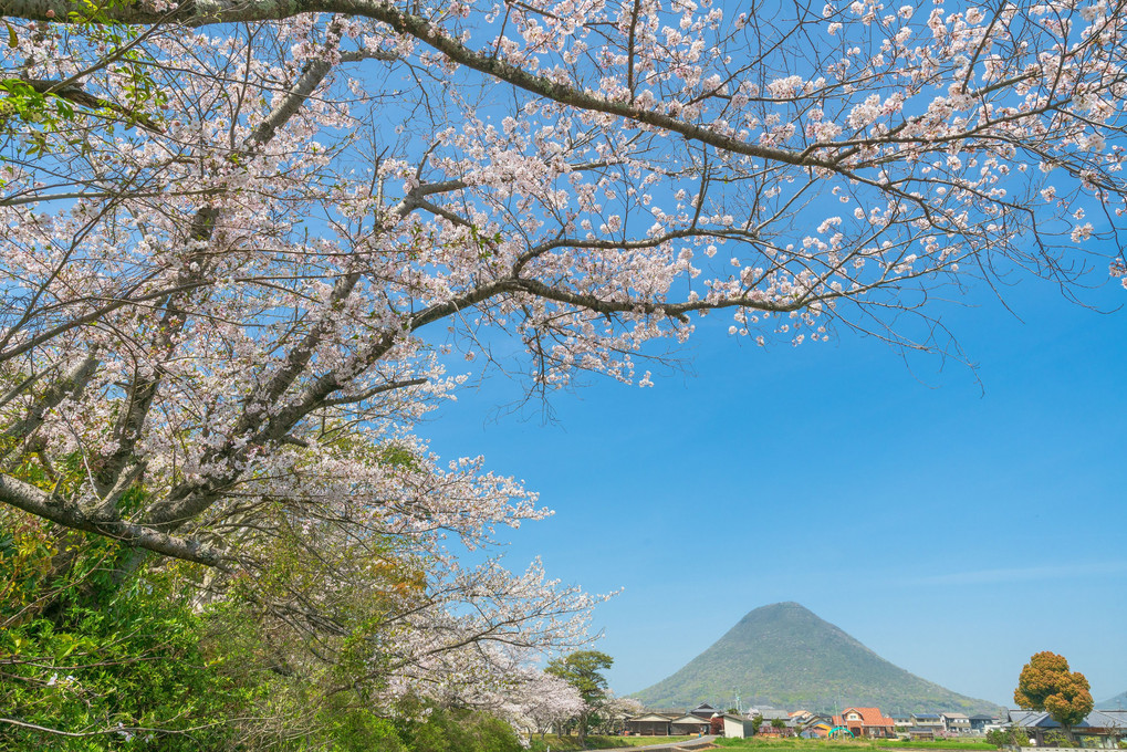 桜を愛でる讃岐富士