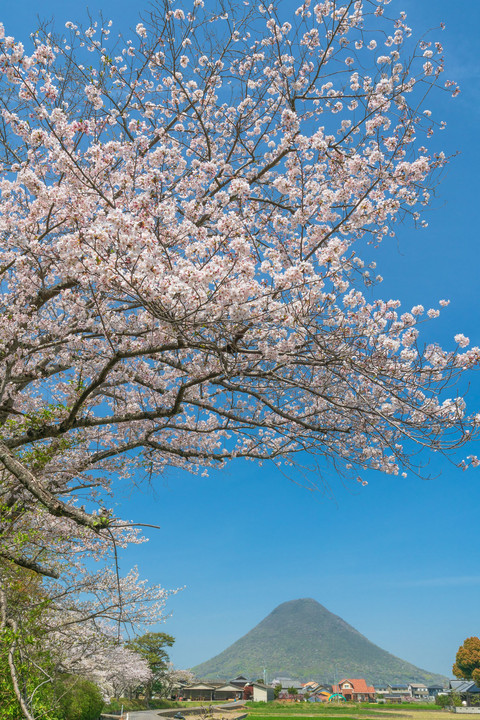 桜を愛でる讃岐富士