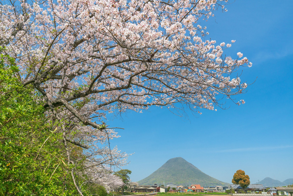 桜を愛でる讃岐富士