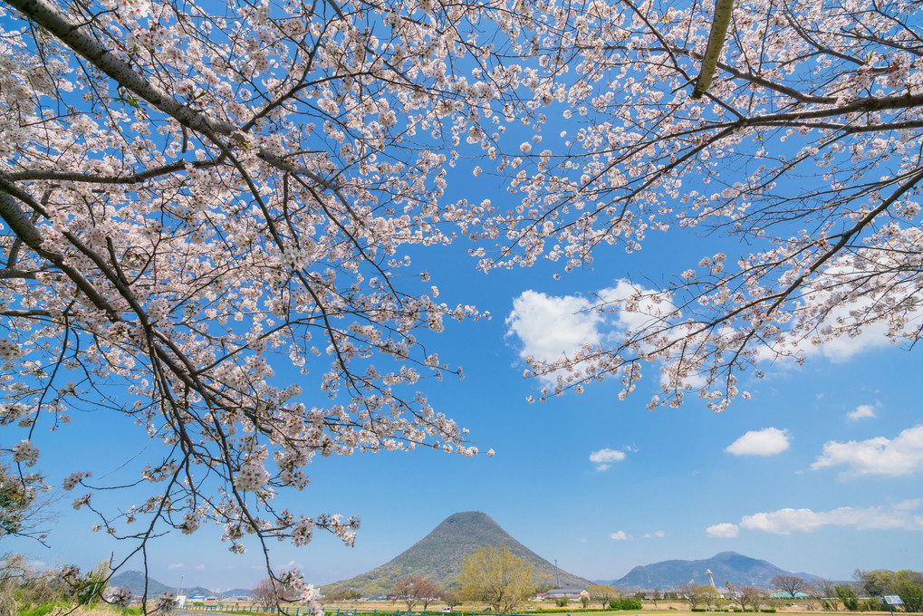 桜と讃岐富士