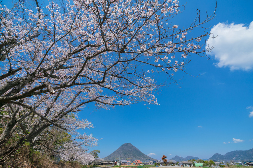 桜と讃岐富士