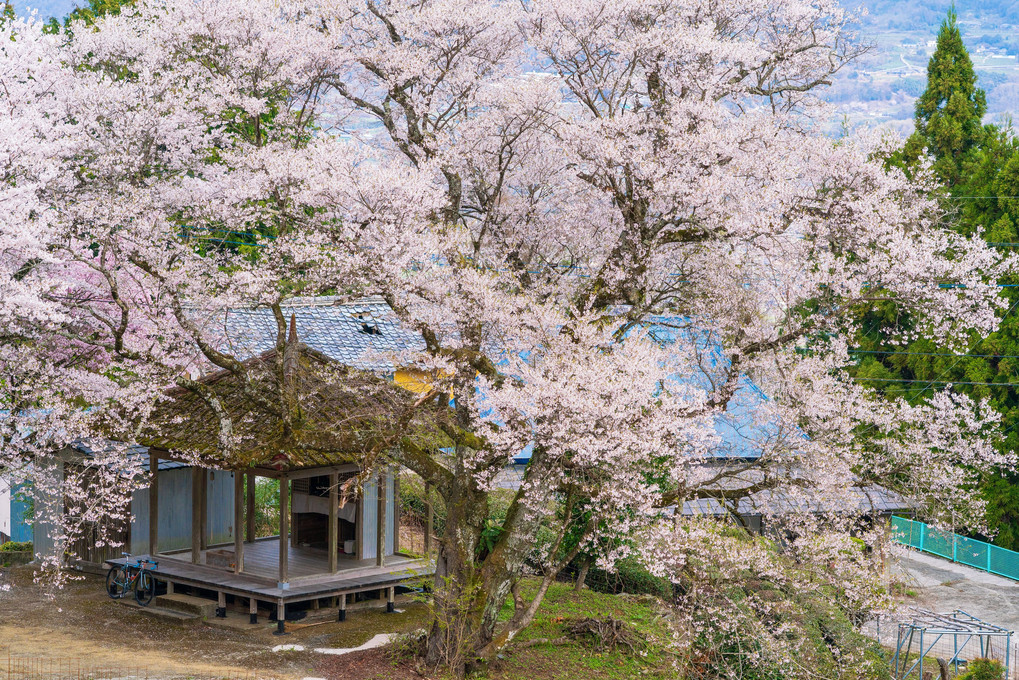 徳島の大桜