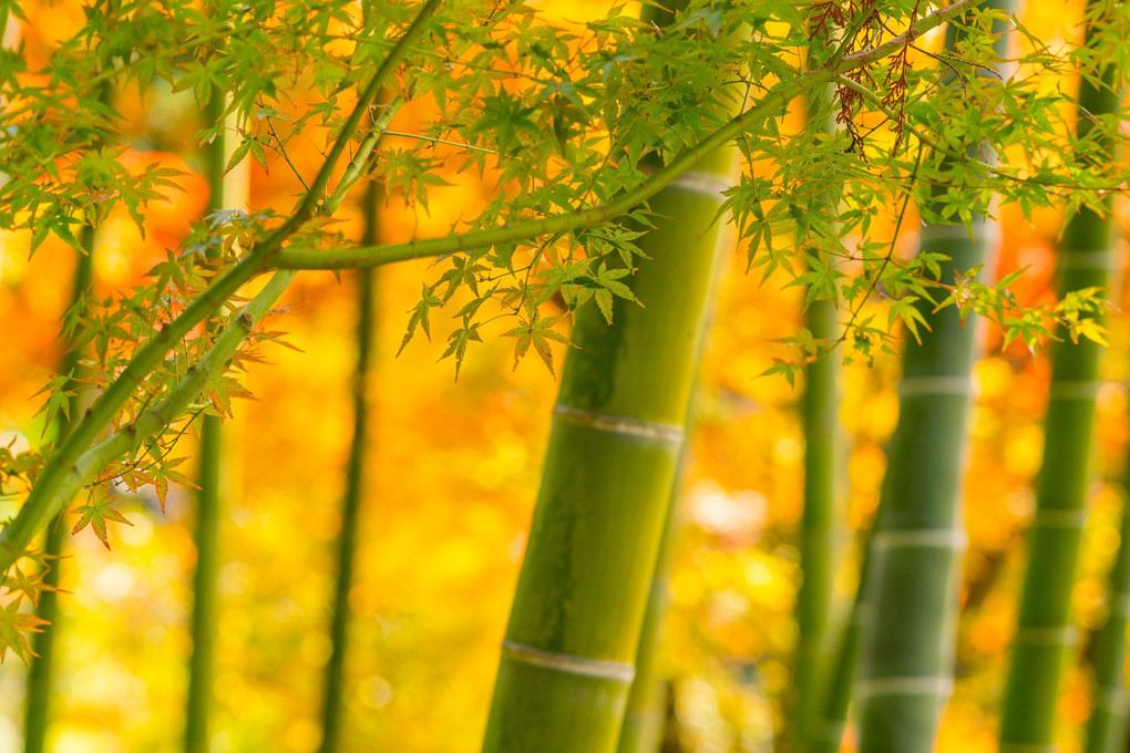 竹の向こうは秋の輝き