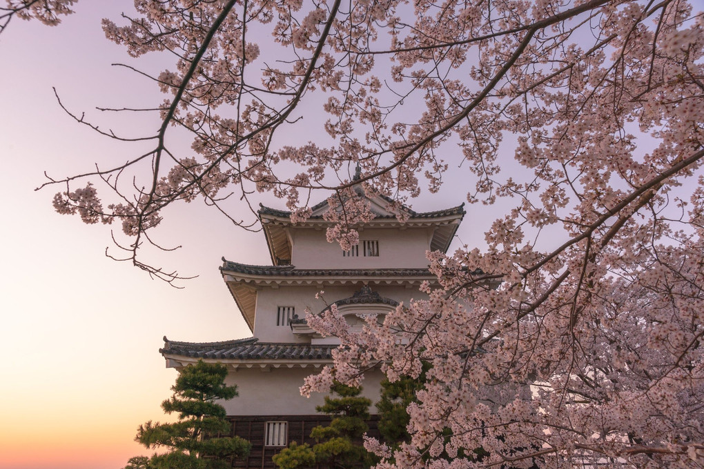 丸亀城が一番美しい時期と時間
