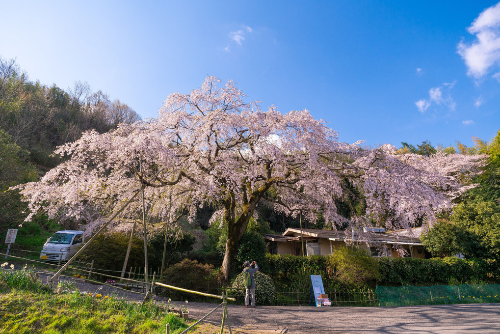 堀池のしだれ桜