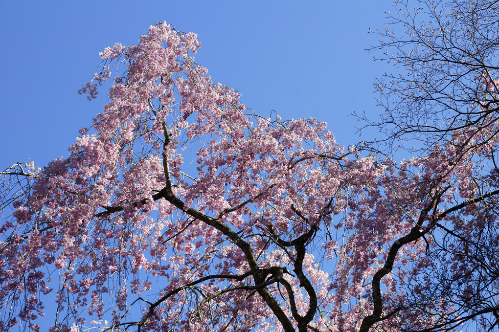 晴天に照らされた桜