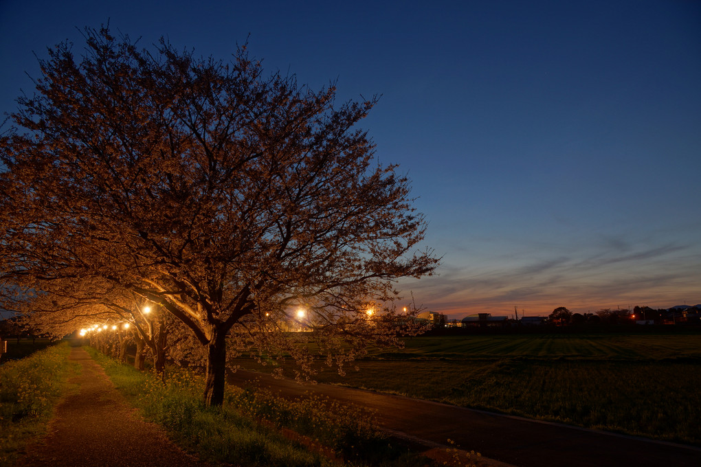 夜の桜道。