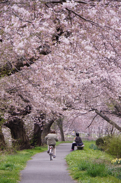 桜の下にて