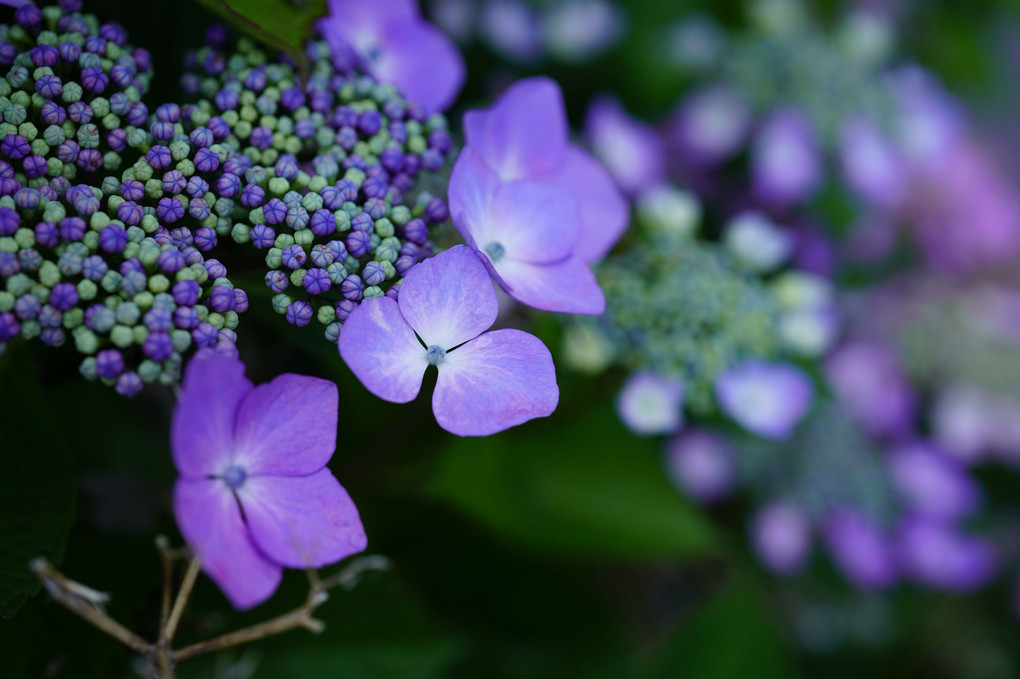 連なる紫陽花