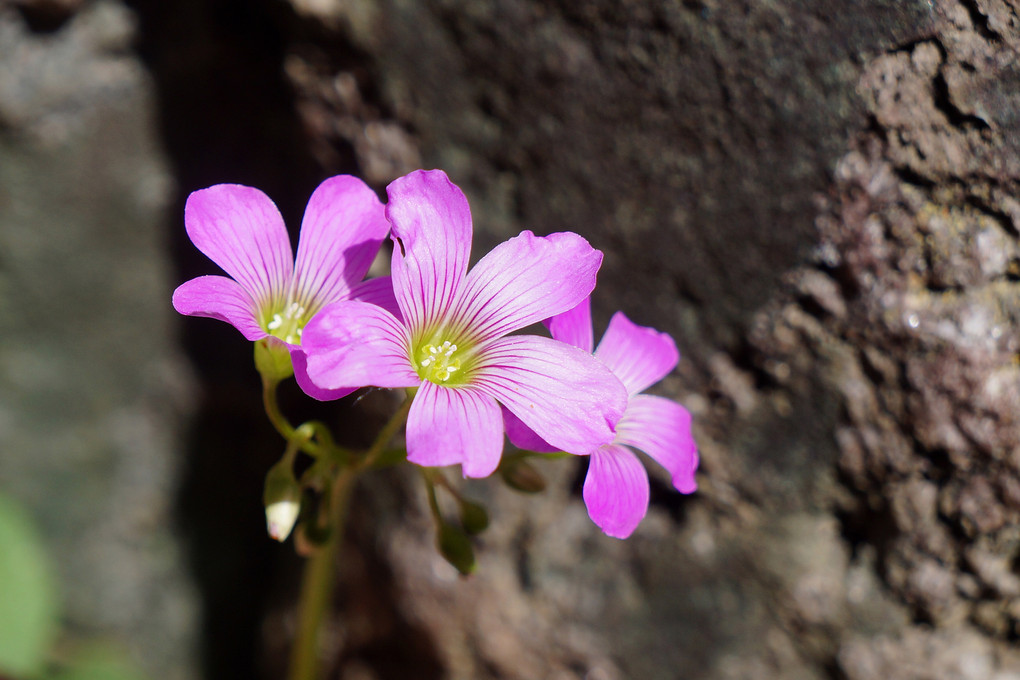 カタバミの花