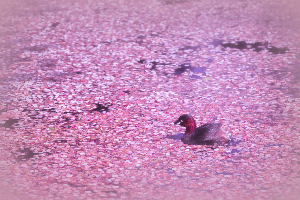 桜絨毯