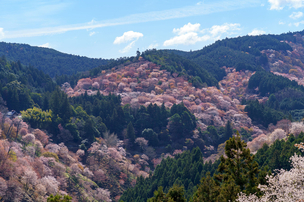 み吉野の山辺に咲ける桜花